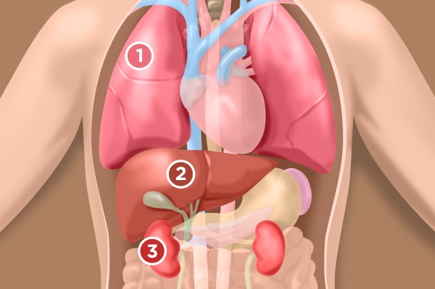 Representation of the lungs, liver, and kidneys within the abdomen.